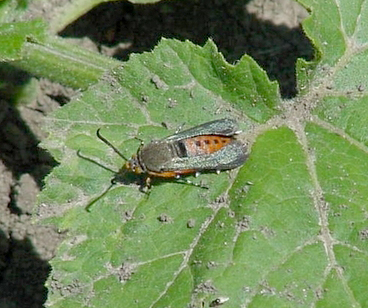 squash vine borer